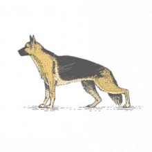 Vintage German shepherd