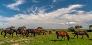 Panoráma s koňmi Panoráma s koňmi