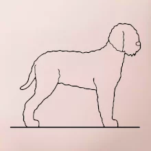 Lagotto romagnolo stojaci