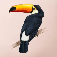 Tukan kreslený