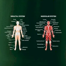 Skelet and Moscular system Skelet and Moscular system