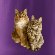 Mačky vectorizované (Moňas)