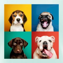 Psi šteňatá koláž