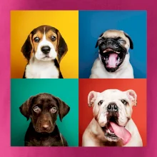 Psi šteňatá koláž