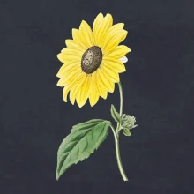 Slnečnica otočená