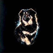 Obrázok poltón Tibetský kokeršpaniel