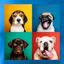 Psi šteňatá koláž