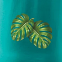 Monstera - dva listy