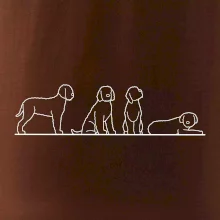 Lagotto romagnolo postavy linka