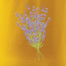 Levanduľa kreslená Levanduľa kreslená