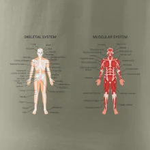 Skelet and Moscular system