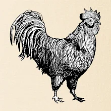 Kohút kreslený čiernobiely