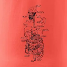 Skica ľudských orgánov