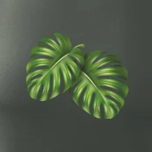 Monstera - dva listy