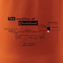 Jazvečík - Anatómia