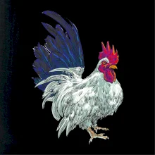 Kohút kreslený biely Kohút kreslený biely