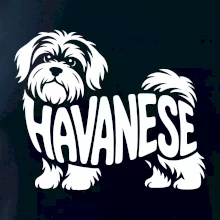 Havanese nápis v tele