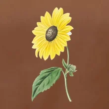 Slnečnica otočená