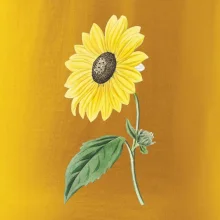 Slnečnica otočená