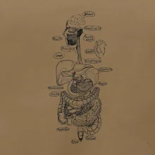 Skica ľudských orgánov