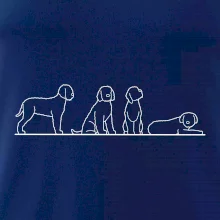 Lagotto romagnolo postavy linka