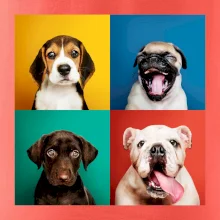 Psi šteňatá koláž