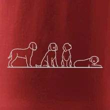 Lagotto romagnolo postavy linka