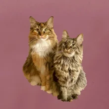 Mačky vectorizované (Moňas)