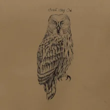 Sova bradatá Barred owl Sova bradatá Barred owl