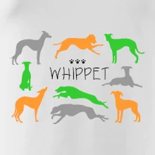 Whippet farebný