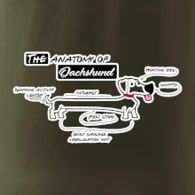 Jazvečík - Anatómia