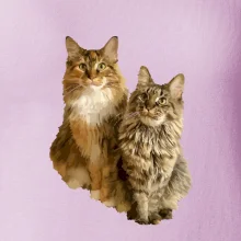 Mačky vectorizované (Moňas)