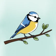 Sýkorka modrinka na vetve