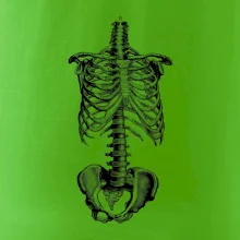 Kostra tela Kostra tela