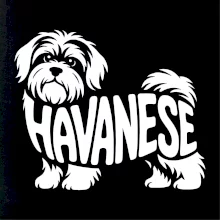 Havanese nápis v tele