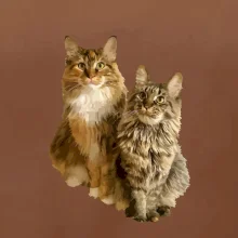 Mačky vectorizované (Moňas)