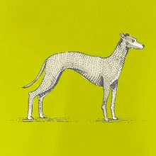 Vintage Whippet