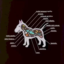 Tajomstvo bulteriéra s popisom (Pecka Design)