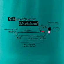 Jazvečík - Anatómia