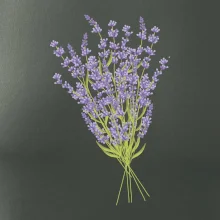 Levanduľa kreslená