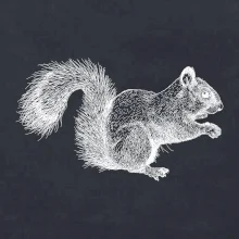 Veverička kresba