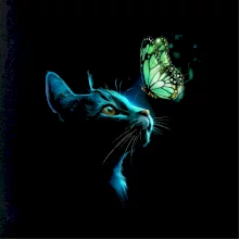 Mačka v tme a motýľ Mačka v tme a motýľ