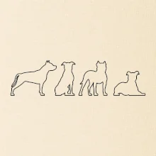 Americký stafordšírsky teriér v rôznych pozíciách