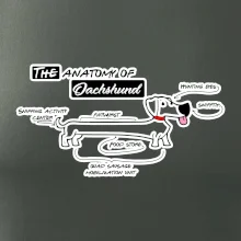 Jazvečík - Anatómia