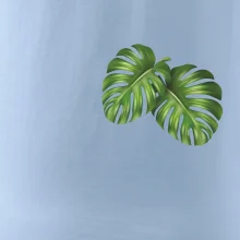 Monstera listy na prsu Monstera listy na prsu