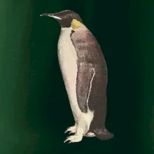 Tučniak kreslený vodovými farbami Tučniak kreslený vodovými farbami