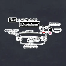 Jazvečík - Anatómia