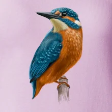 Ľadnáčik kreslený Ľadnáčik kreslený