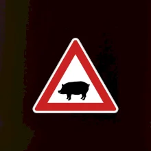 Dopravná značka - Pozor prasa domáca