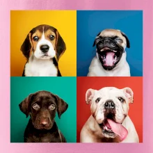 Psi šteňatá koláž